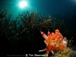 Nudibranch at the reef by Tim Steenssens 
